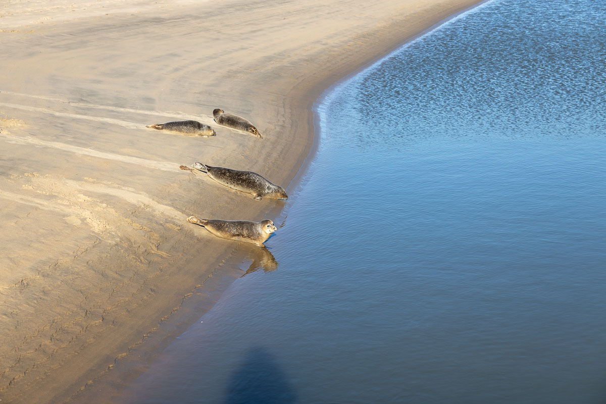 Zeehonden spotten op het strand
