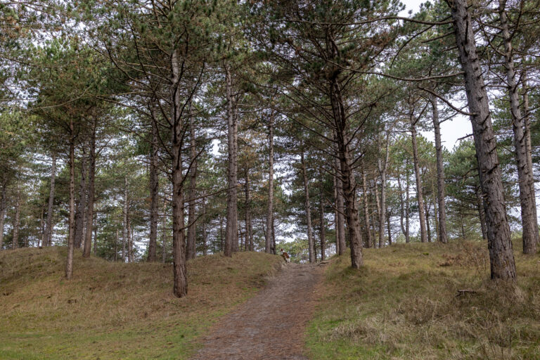 Westenschouwen 8
