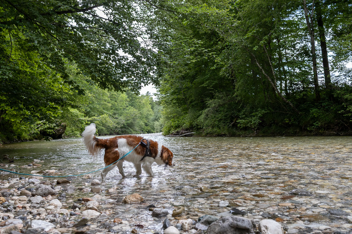 Afkoelen in de Kokra rivier
