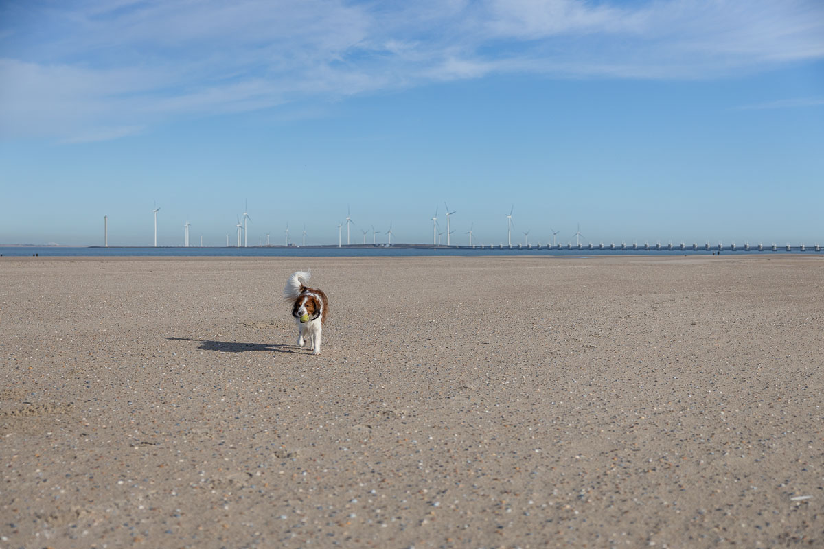 Strand is vooral spelen, rennen, zwemmen genieten