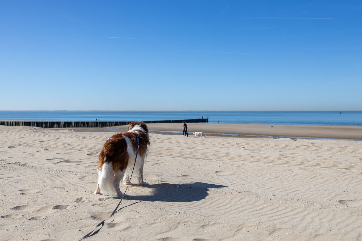 Neem een lange lijn mee want de hond mag niet overal los