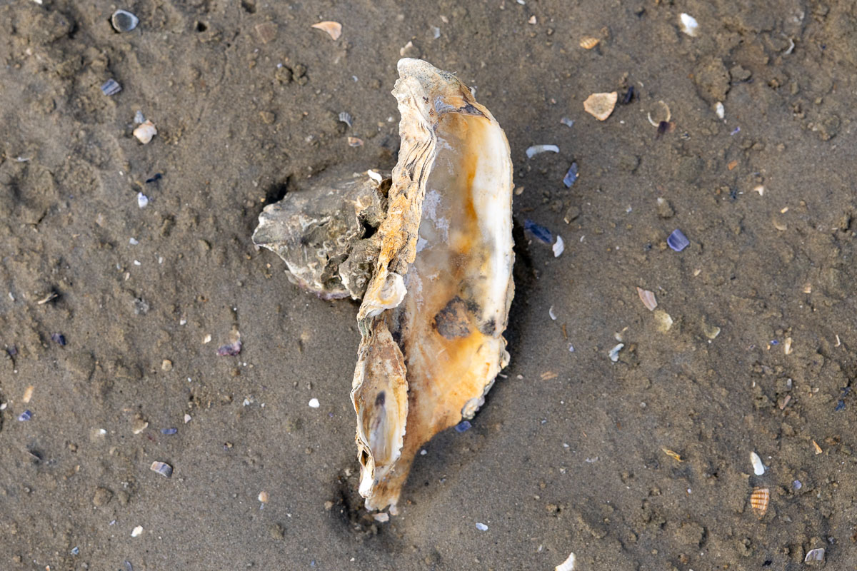 Japanse oester