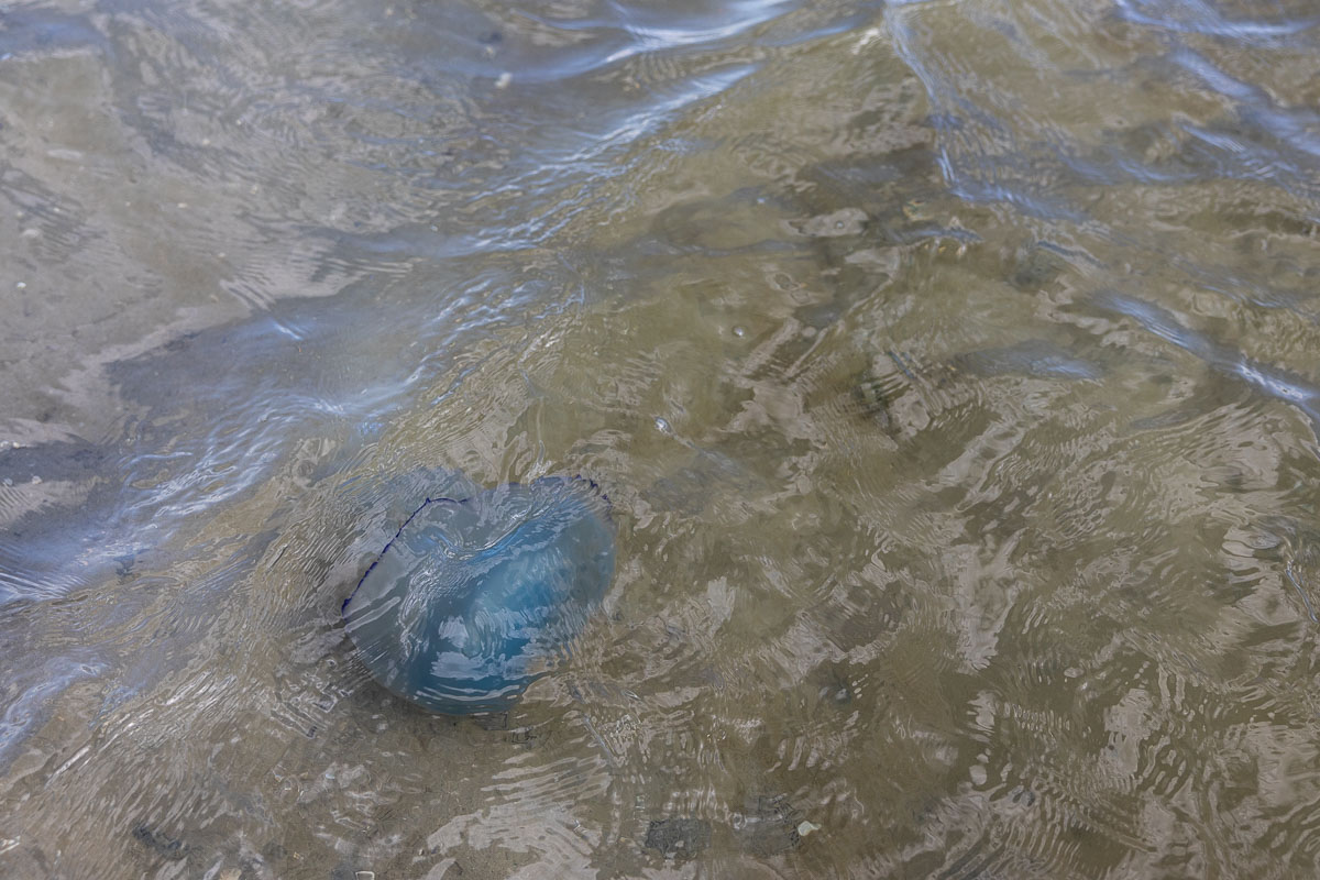 Zeepaddenstoel in het water