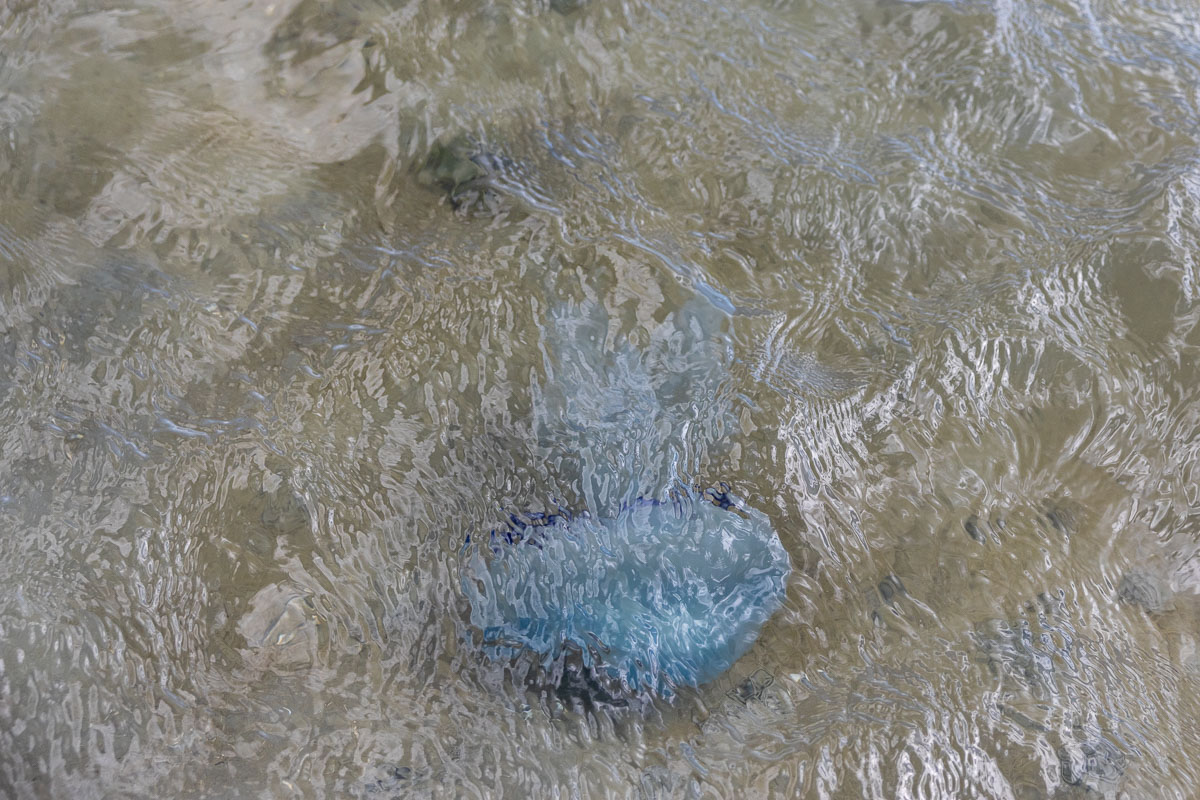 Zeepaddenstoel in het water