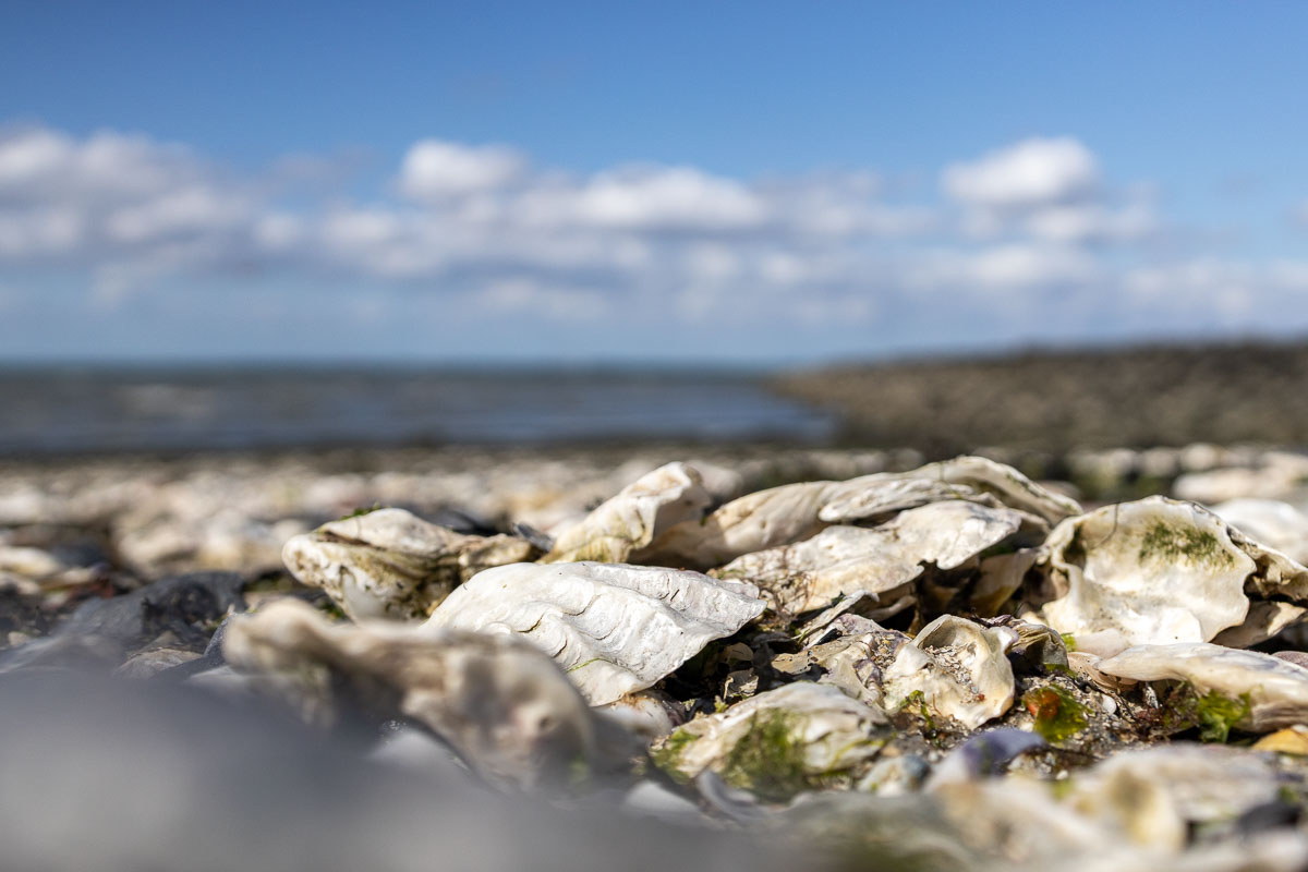 Oesters op het strand