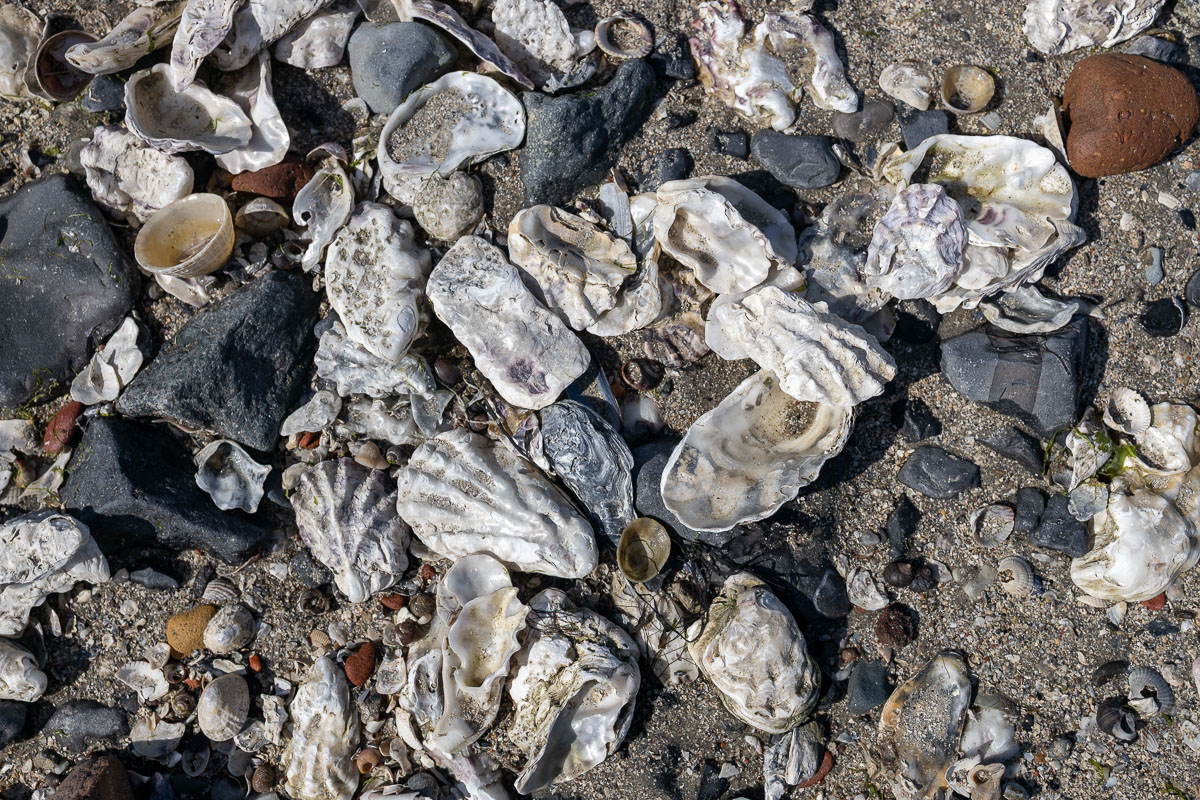 Oesters op het strand