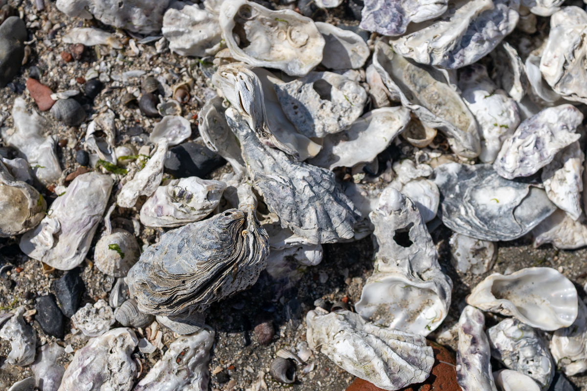 Oesters