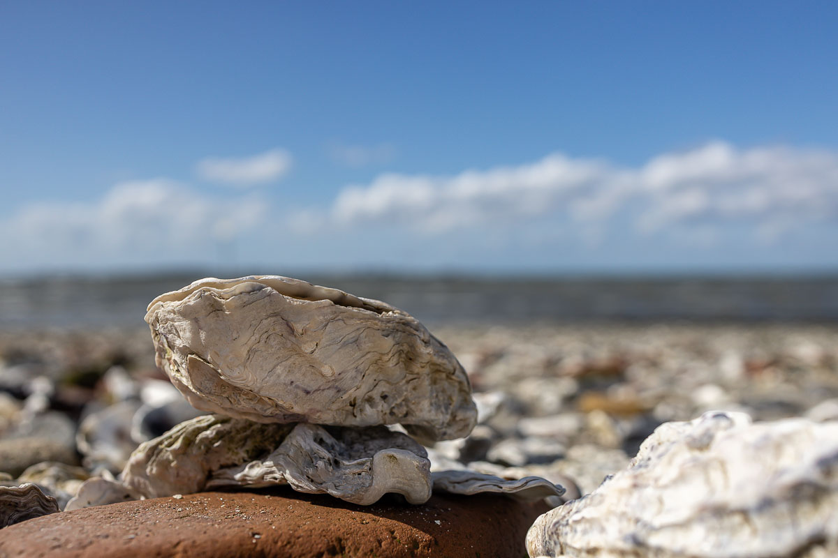Oesters