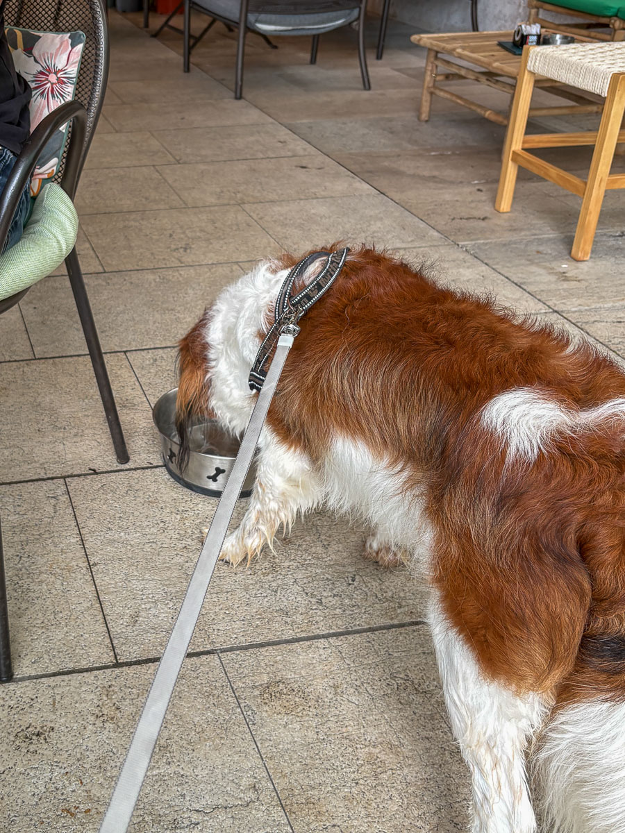 Overal wordt er water gezet voor de hond