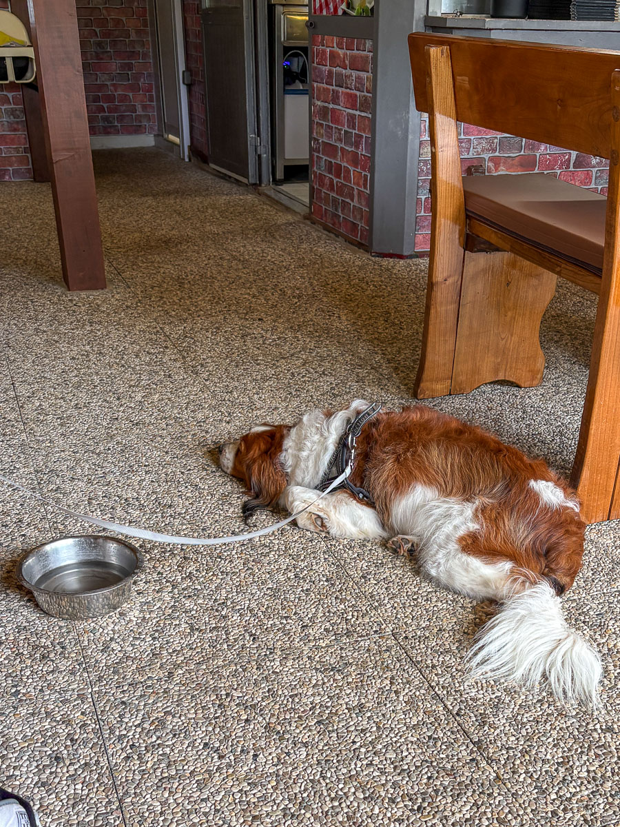 Vers water voor de hond