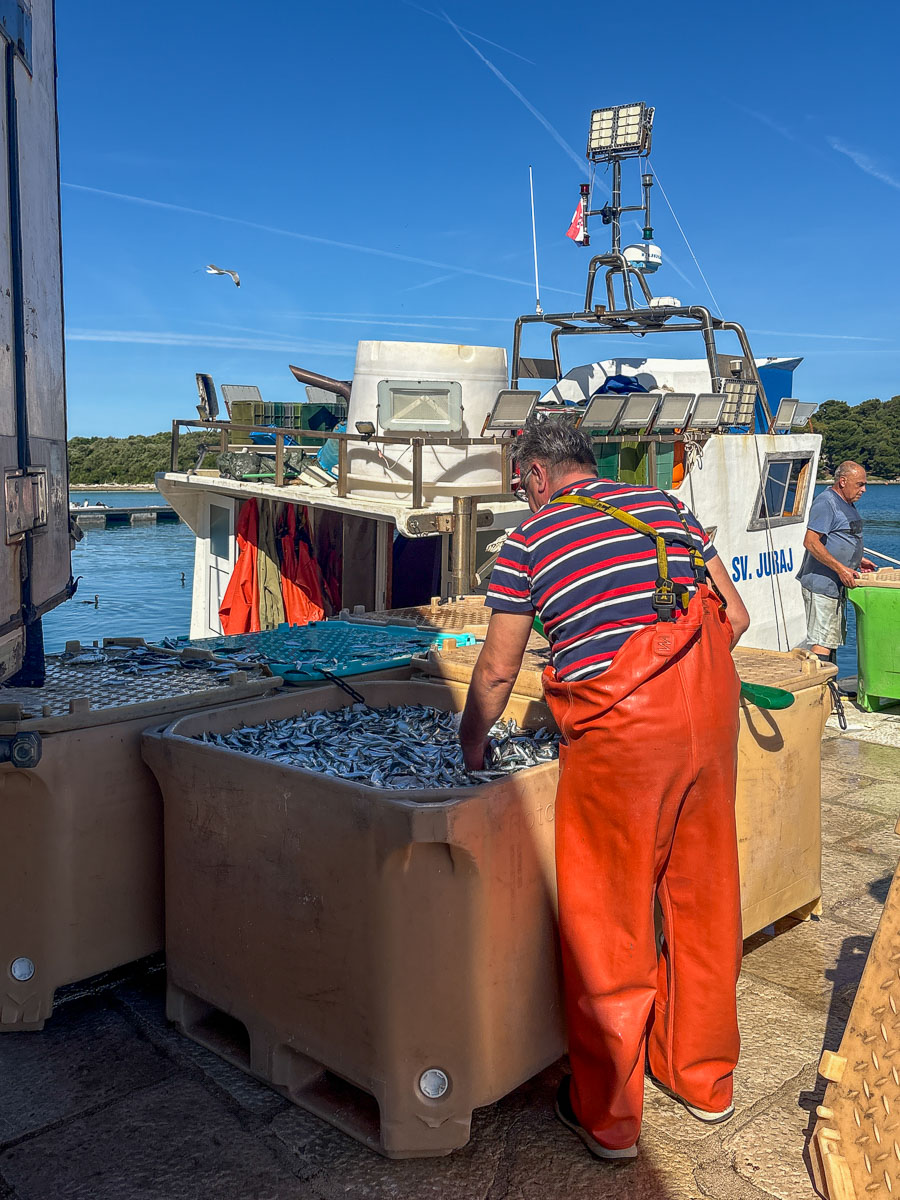 Verse sardines zo van boord