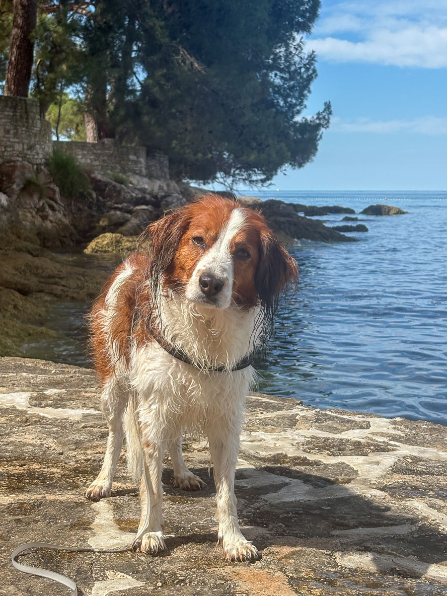 Voor honden een paradijs