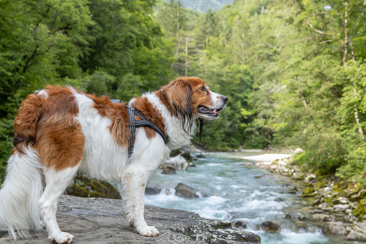 Op de achtergrond de helderblauwe soca rivier